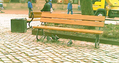 Pigeons look like this when they are NOT scared Pigeons look like this when they are NOT scared