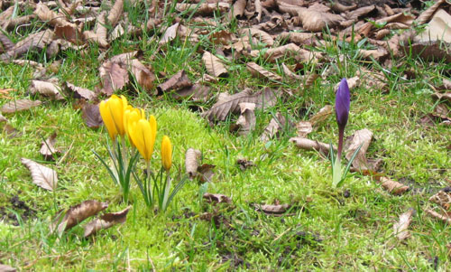 Spring is here! Spring is here!