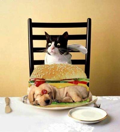 Hotdog Hotdog